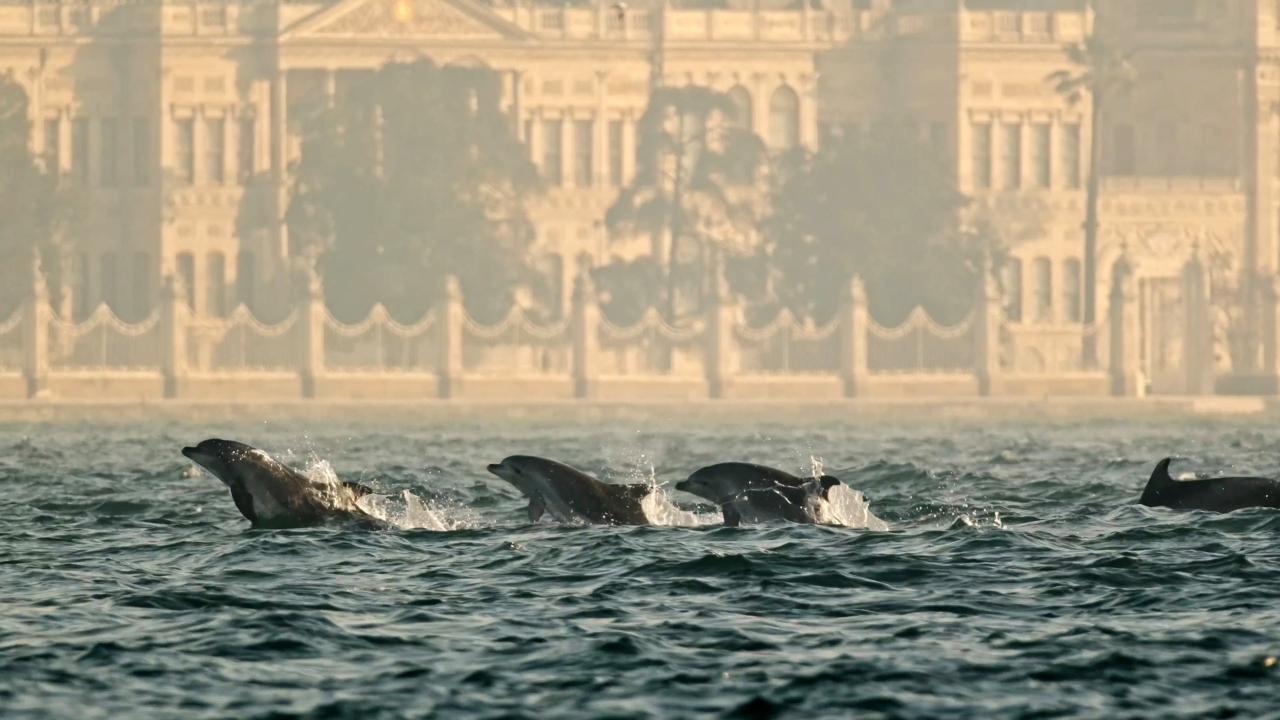 Bosphorus Cruise At Sunset Time With Dolphins (A Guest Experience)